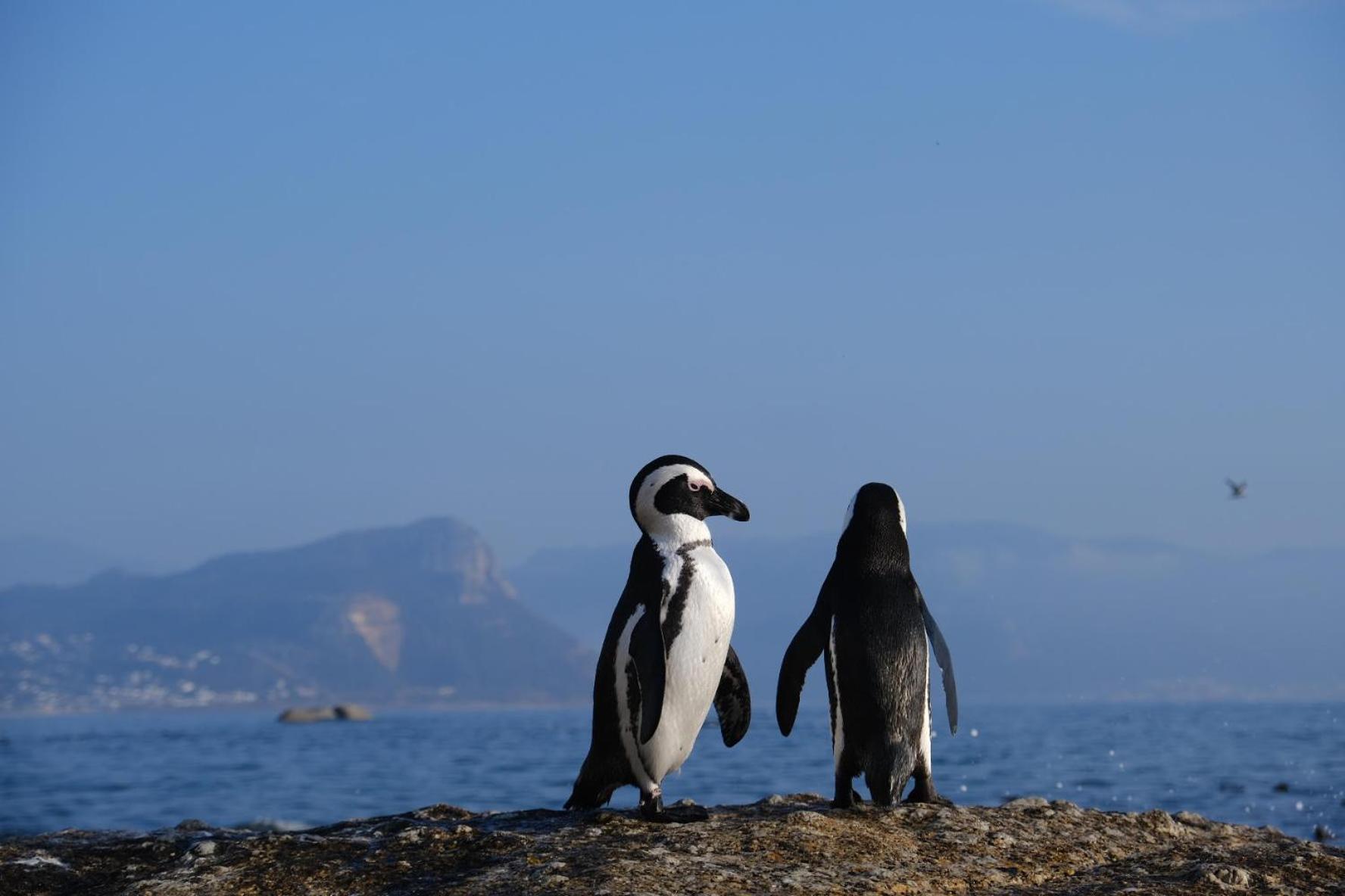 Penguin Haven . Luxury 2 Bedroom, Boulders Beach. Kapské Město Exteriér fotografie