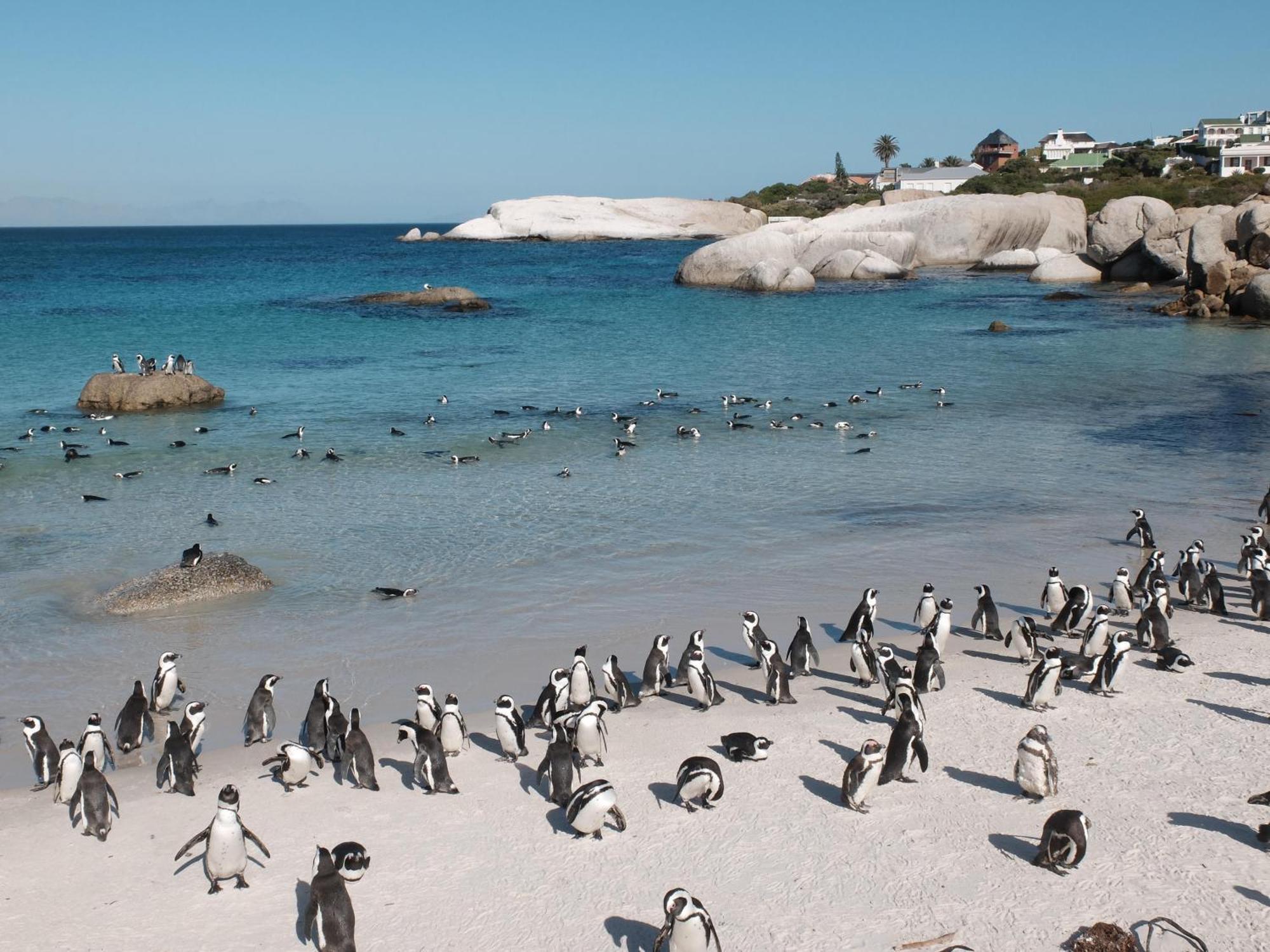 Penguin Haven . Luxury 2 Bedroom, Boulders Beach. Kapské Město Exteriér fotografie