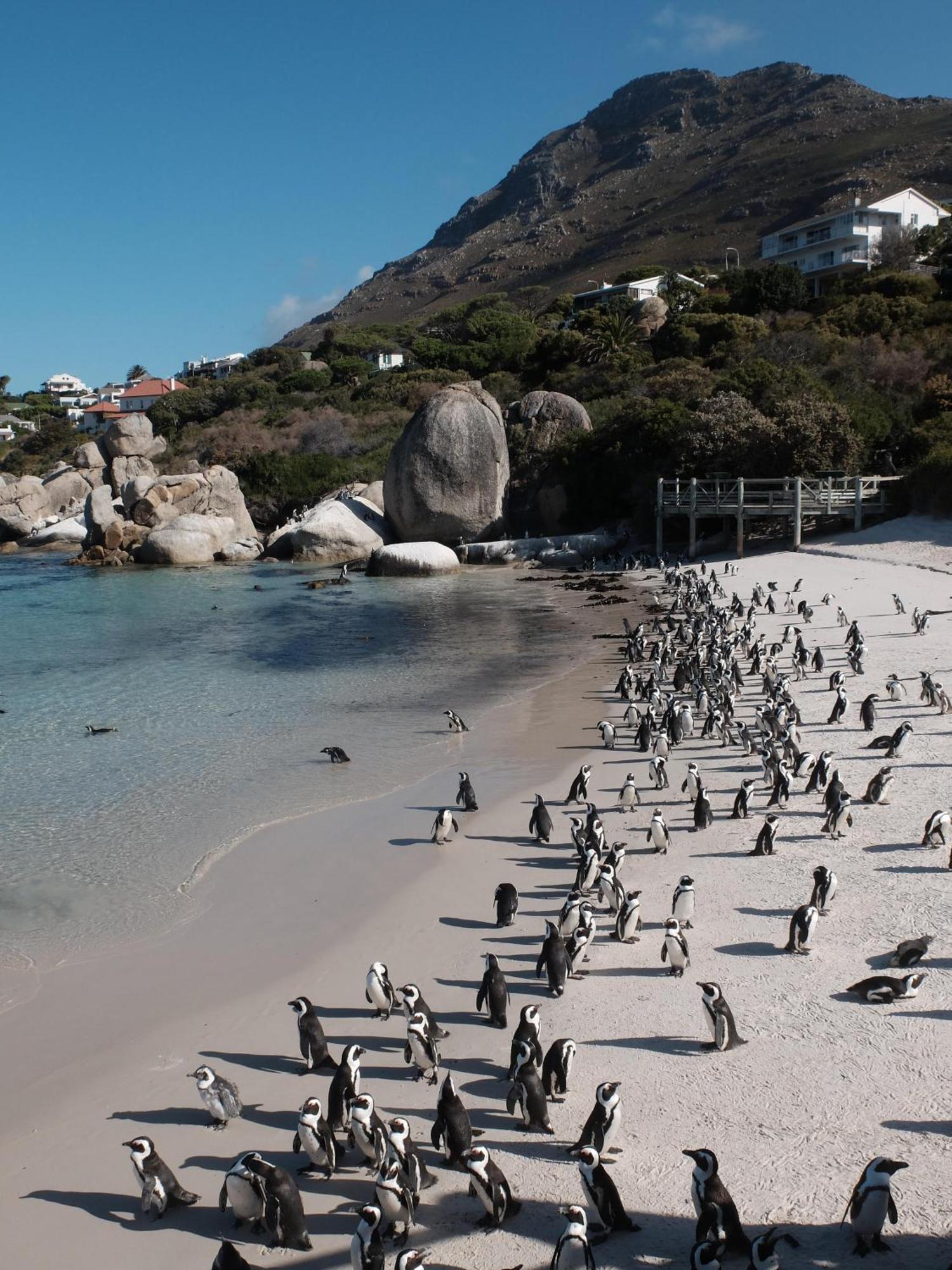 Penguin Haven . Luxury 2 Bedroom, Boulders Beach. Kapské Město Exteriér fotografie